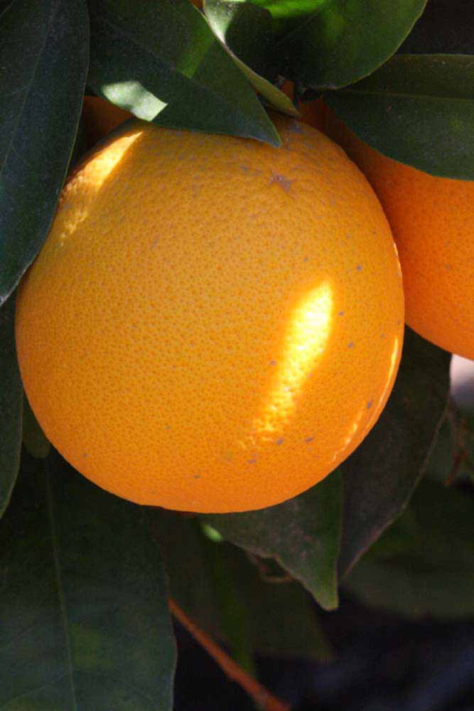              Fruit (Palmer, Riverside, CA)       